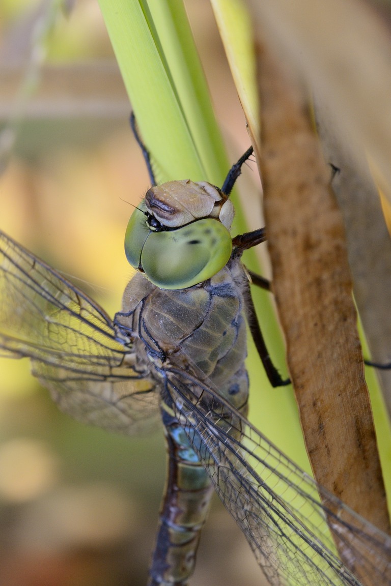 Anax parthenope maschio